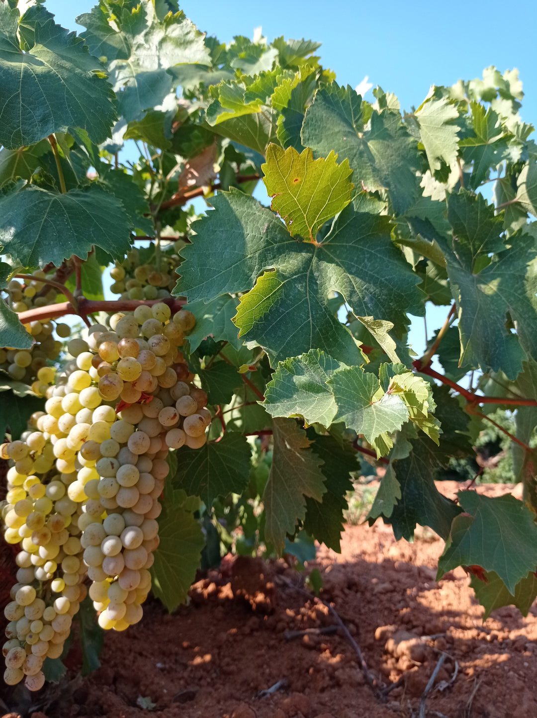 Αγροομοιοπαθητική: Όταν η Φύση Θεραπεύει τη Φύση - Avgerinos Pharmacy