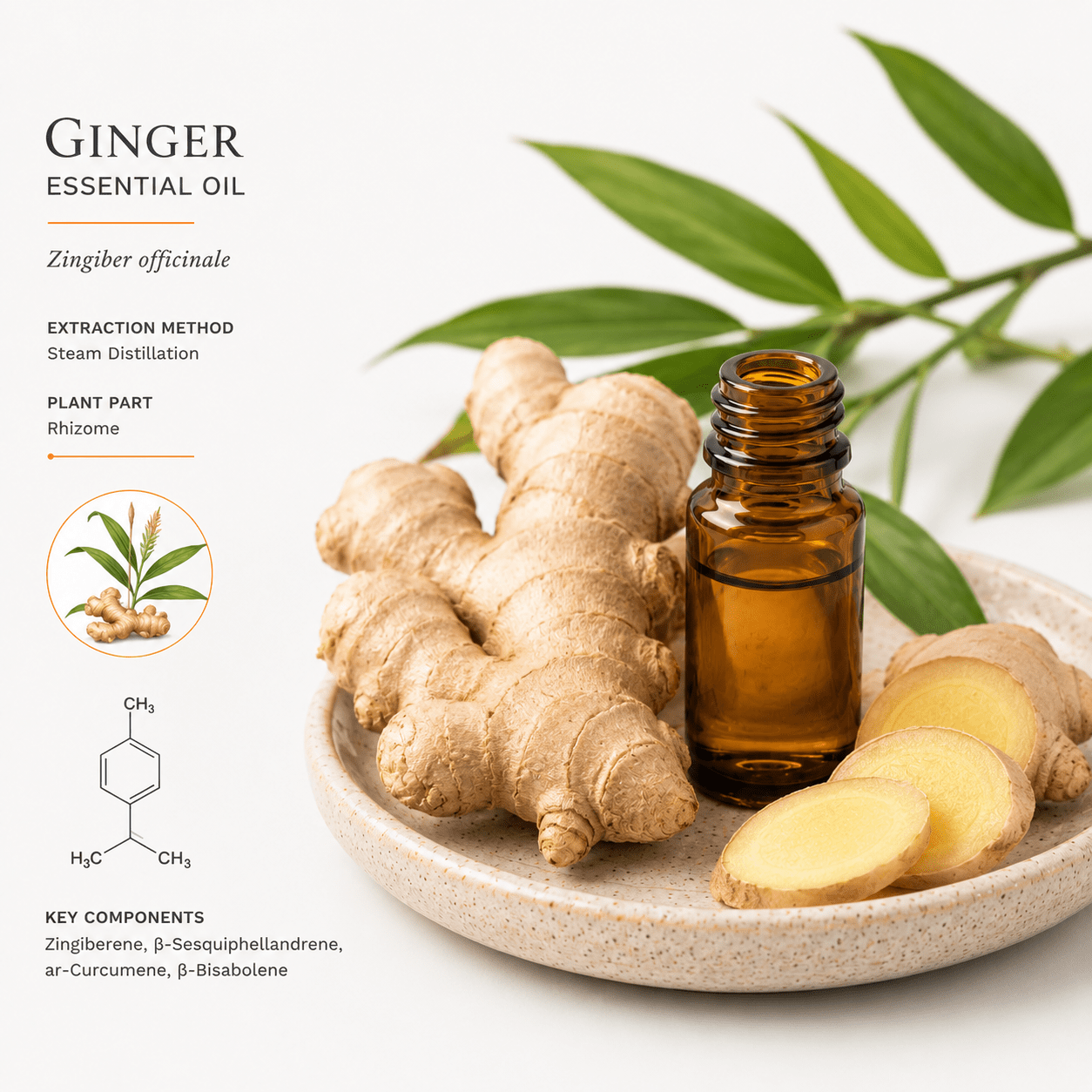Αιθέριο έλαιο Πιπερόριζας (Ginger), φαρμακευτικής & καλλυντικής χρήσης - Avgerinos Pharmacy