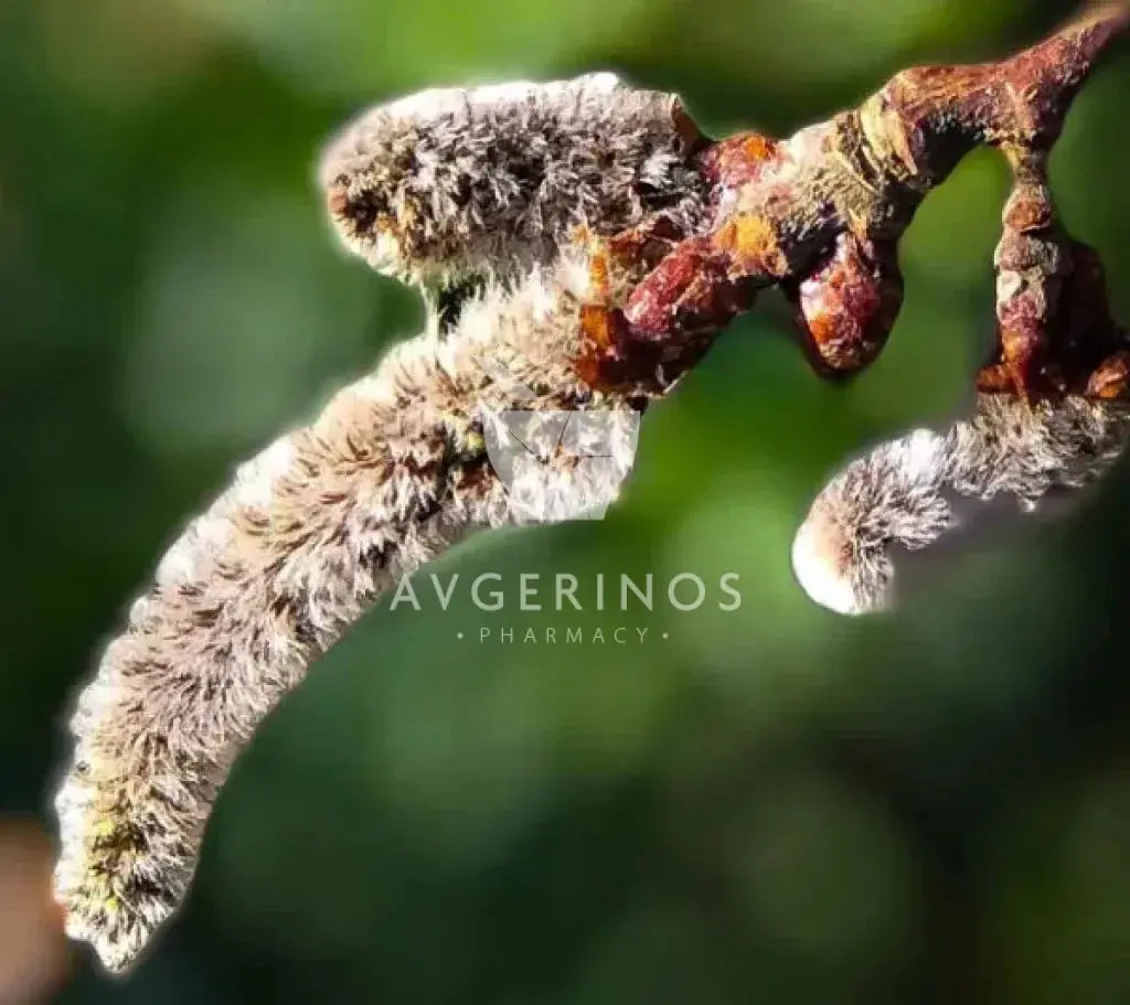 Λουλουδι απο το φυτό Aspen που χρησιμοποιείται στην δημιουργία Ανθοϊαμάτων & Γεμμοθεραπείας Bach Flower Remedies