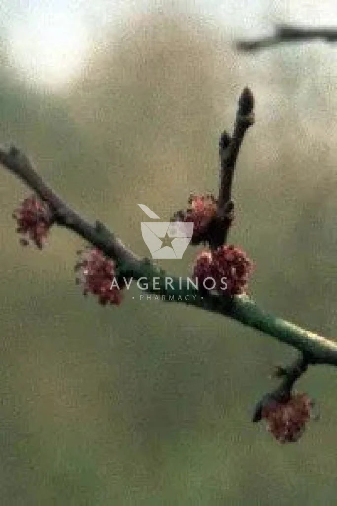 Καρποί και Λουλούδια  από φυτό Elm που χρησιμοποιείται στην δημιουργία Ανθοϊαμάτων & Γεμμοθεραπείας Bach Flower Remedies