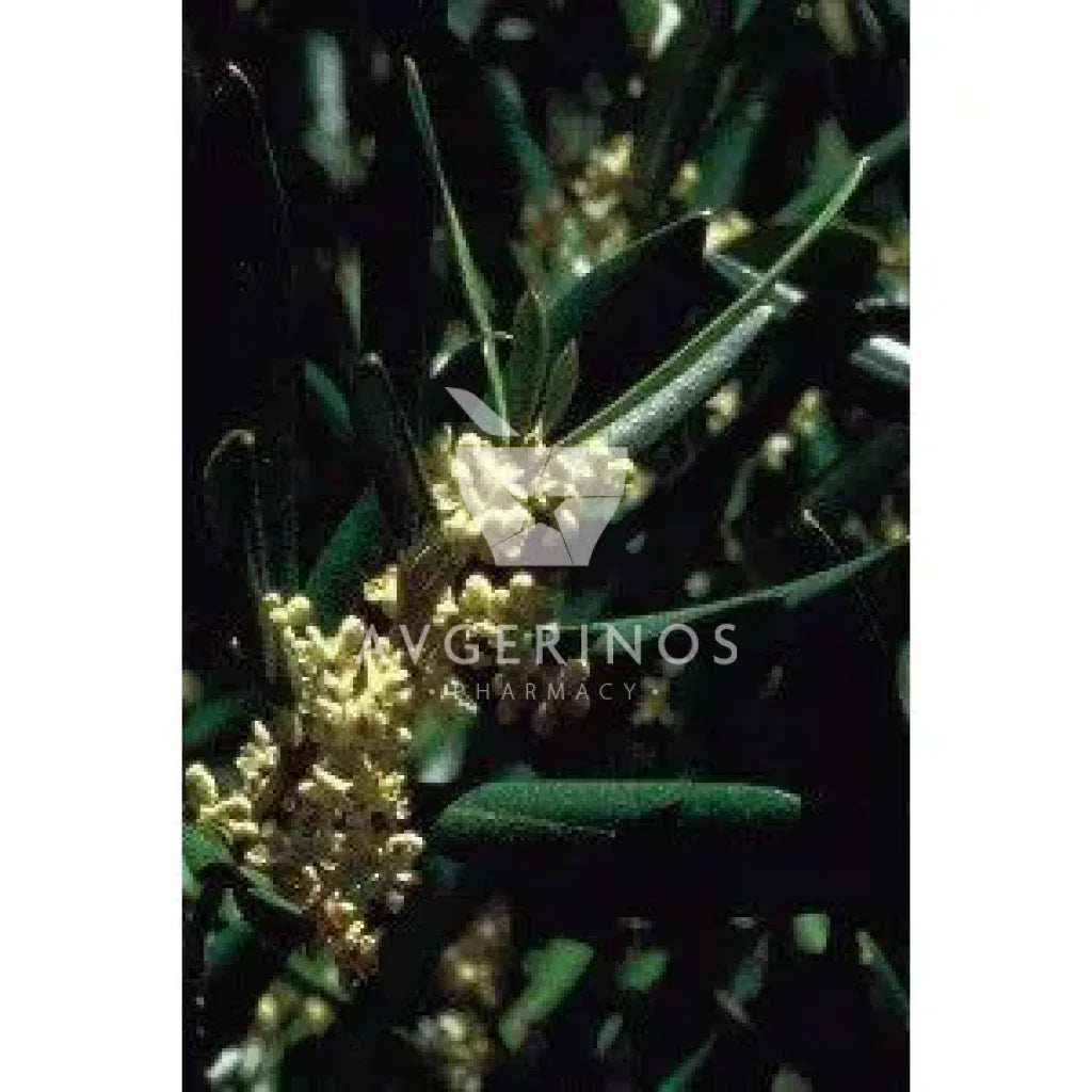 Φύλλα από φυτό Olive που χρησιμοποιείται στην δημιουργία Ανθοϊαμάτων & Γεμμοθεραπείας Bach Flower Remedies