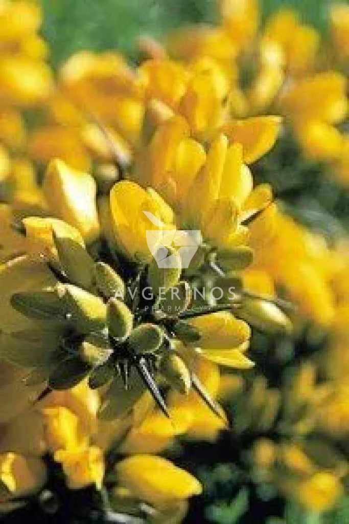 Λουλούδια από φυτό Gorse που χρησιμοποιείται στην δημιουργία Ανθοϊαμάτων & Γεμμοθεραπείας Bach Flower Remedies