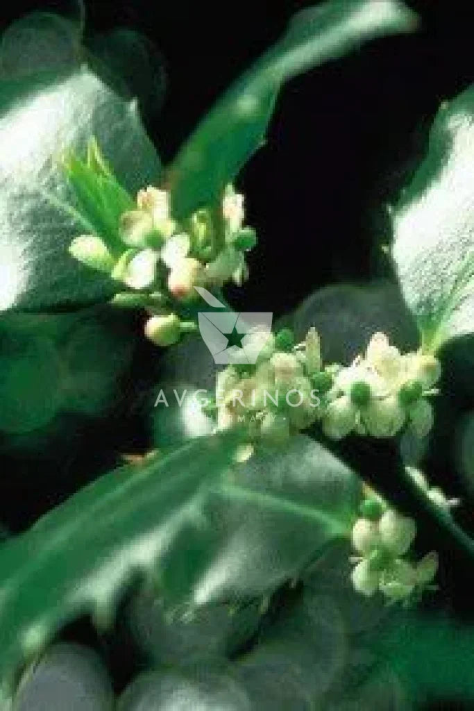Φύλλα από φυτό Holly που χρησιμοποιείται στην δημιουργία Ανθοϊαμάτων & Γεμμοθεραπείας Bach Flower Remedies