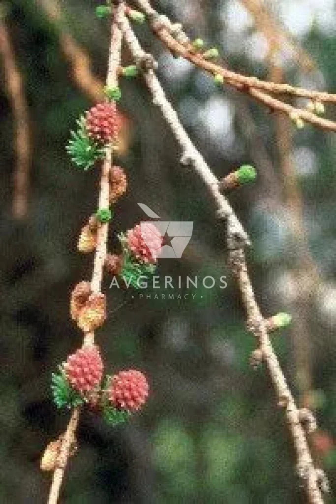 Καρποί από φυτό Larch που χρησιμοποιείται στην δημιουργία Ανθοϊαμάτων & Γεμμοθεραπείας Bach Flower Remedies