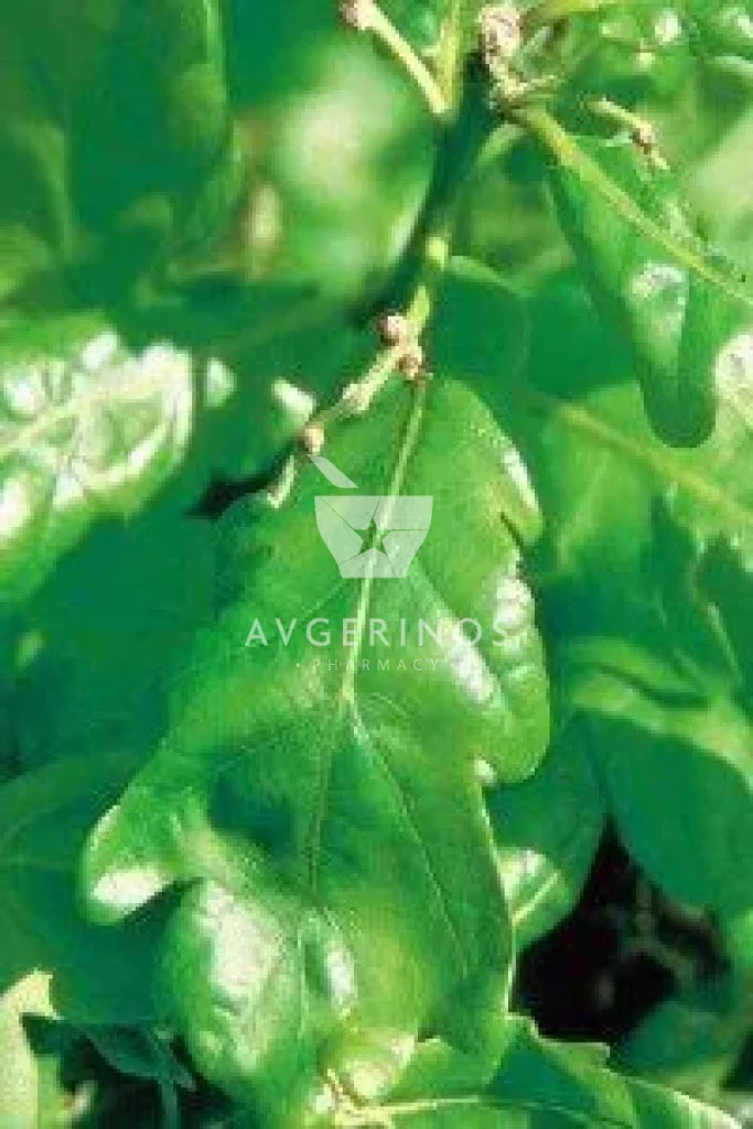 Φύλλα από φυτό Oak που χρησιμοποιείται στην δημιουργία Ανθοϊαμάτων & Γεμμοθεραπείας Bach Flower Remedies